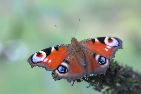 Ein bunter Schmetterling sitzt auf einer Blüte
